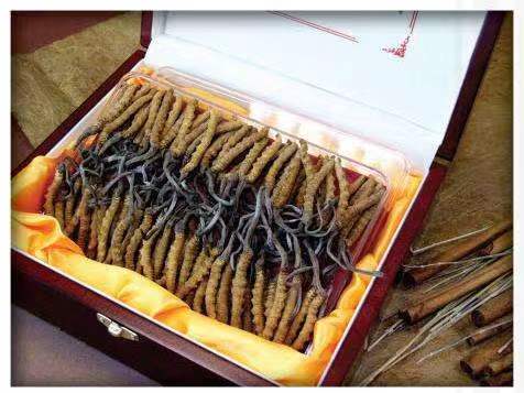 临猗冬虫夏草回收